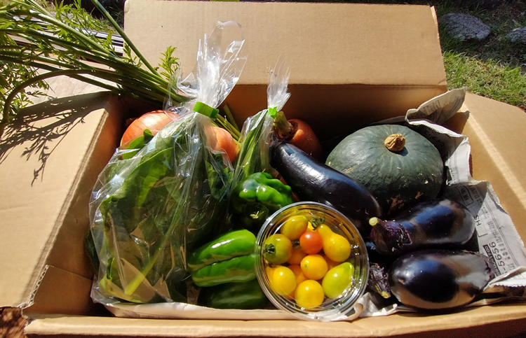 色川野菜BOXの画像