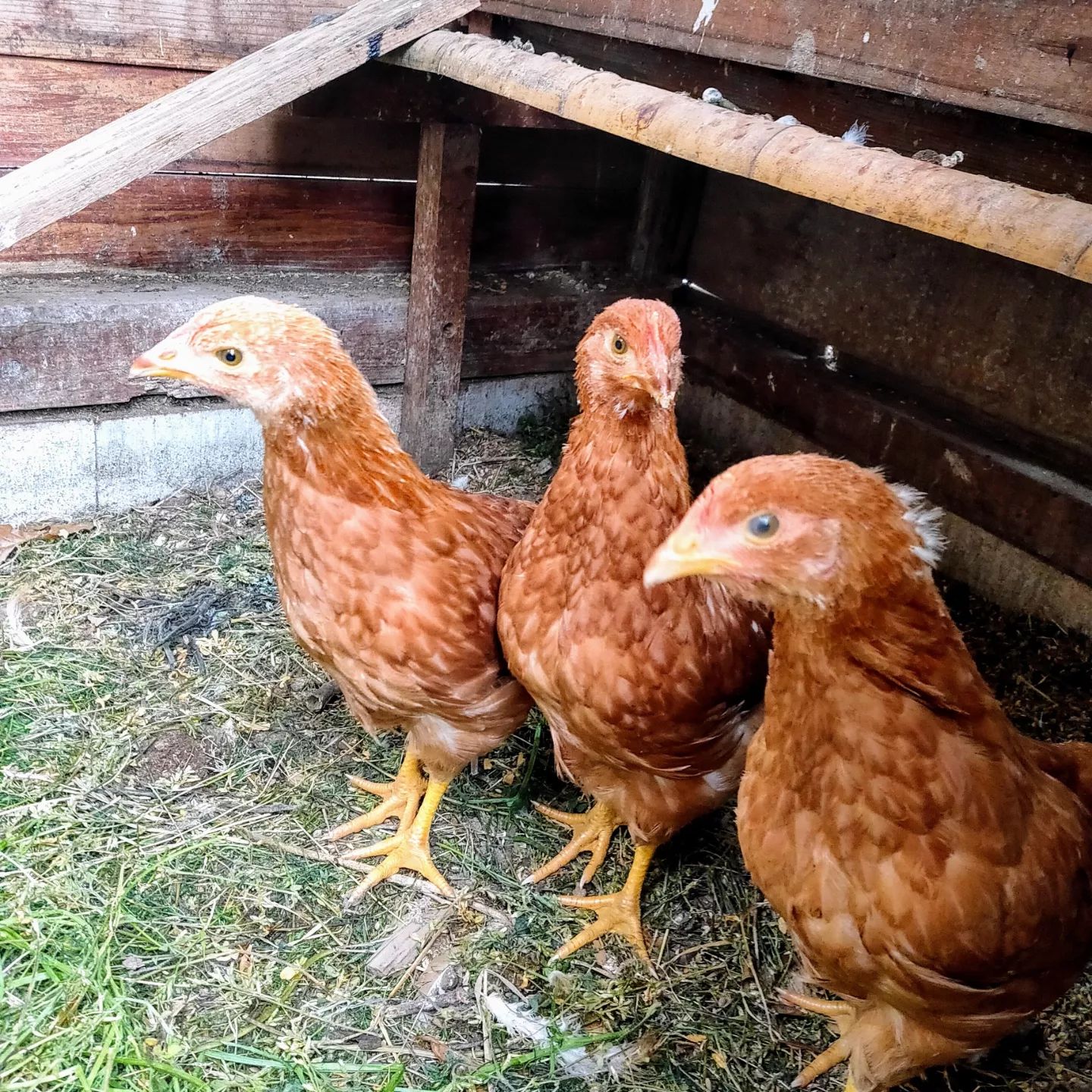 鶏三姉妹